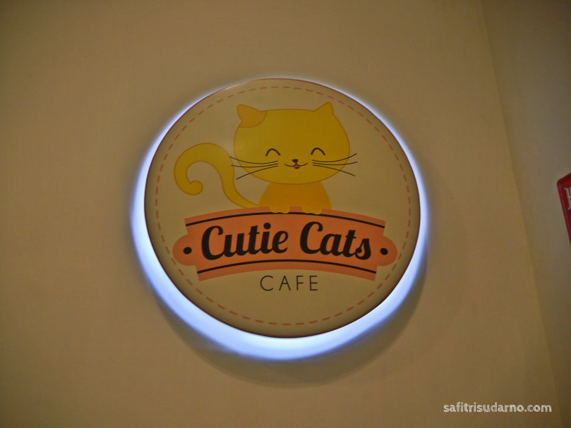 cutie cats cafe